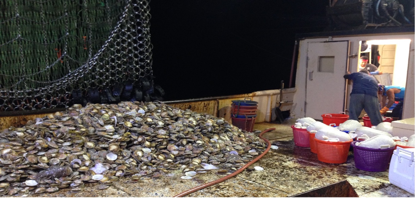 Commercial Scallop Fishing, August 2019